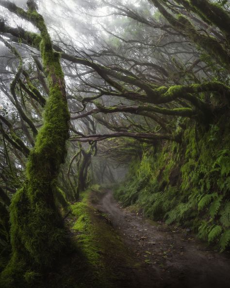 Anaga forest, Tenerife. - Ali Alsulaiman on Fstoppers Tenerife Canary Islands, Spain Aesthetic, Canary Islands Spain, Into The Forest, World Pictures, Life Moments, High Fantasy, Canary Islands, Beautiful Mountains