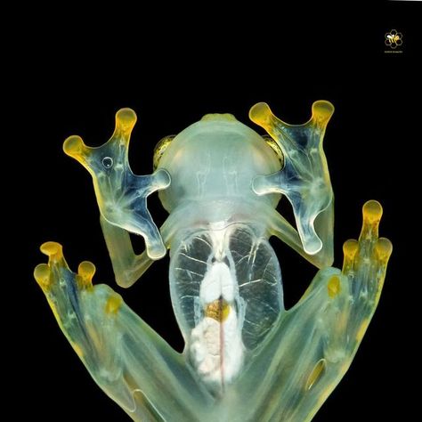 Passion In Macro on Instagram: "░F░E░A░T░U░R░E░D░ . We proudly present one of wonderful and stunning macro photography " Reticulated Glass Frog, The skin on the frog’s underside is see-through. So as the amphibian jumps you can view some of its internal organs, including its beating heart " *ᶜᵒʳʳᵉᶜᵗⁱᵒⁿ ᴵᴰ ᵂᵉˡᶜᵒᵐᵉ . 🌟 . Huge congratulations goes to 📷 @milanzygmunt 💌 Please take time to visit the beautiful gallery of this great photographer to give some love, support and 𝘀𝗲𝗲 𝗺𝗼𝗿𝗲 𝗱𝗲𝘁? Land Animals, Adopt Idea, Internal Organs, Glass Frog, Bio Art, Bug Art, Beating Heart, Great Photographers, Reptiles And Amphibians