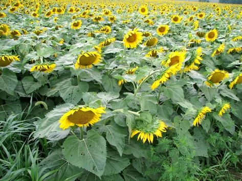 25 Types of Sunflowers to Add Pops of Color in Your Garden Sunflower Plant, Feng Shui Garden, Types Of Sunflowers, Giant Sunflower, Planting Sunflowers, Red Petals, Single Flower, Colorful Garden, Wild Birds