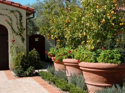 Driveway Lined With Citrus Trees & Terra Cotta Pots Olivier En Pot, Fruit Trees Backyard, Potted Fruit Trees, Landscaping Trees, Small Front Yard Landscaping, Front Yard Design, Mediterranean Landscaping, Privacy Screen Outdoor, Outdoor Privacy