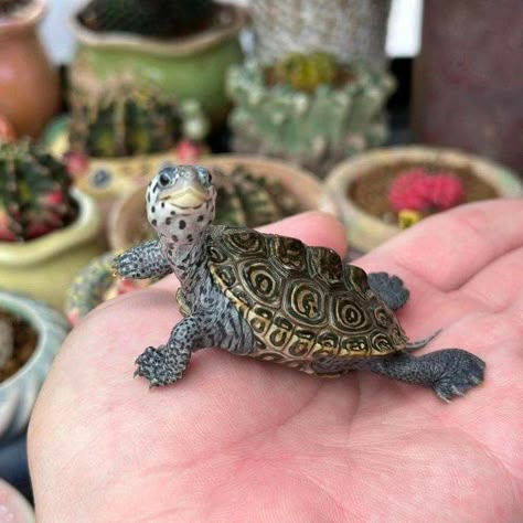 Rain Frog, Cute Tortoise, Baby Tortoise, Baby Sea Turtles, Cutee Animals, Pet Turtle, Cute Reptiles, Tortoise Turtle, Cute Small Animals