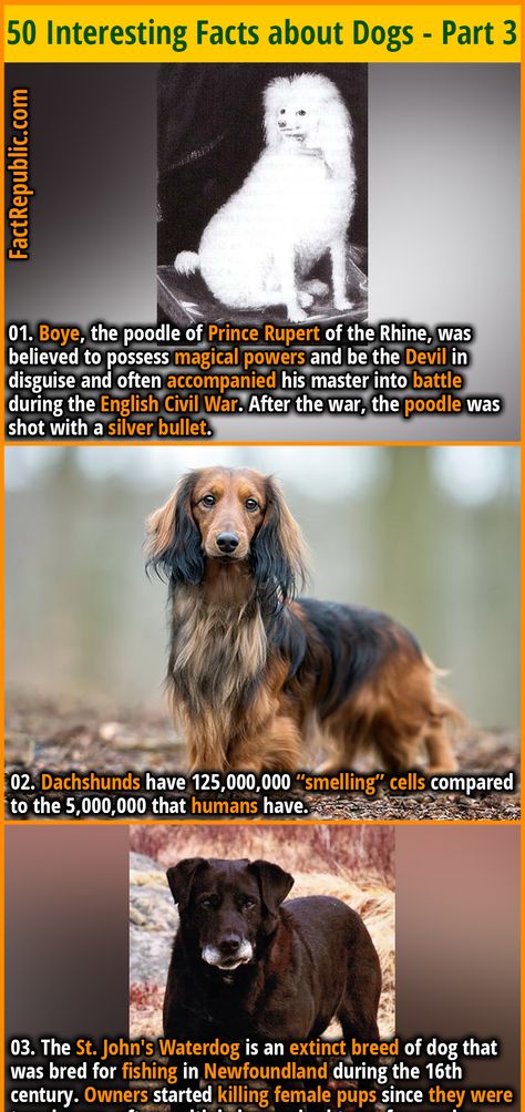 Crazy Animal Facts, Animal Fun Facts, Dog Facts Interesting, Wolf Facts, Interesting Facts About Animals, Fun Animal Facts, Random Fun Facts, Animal Facts Interesting, Facts About Dogs