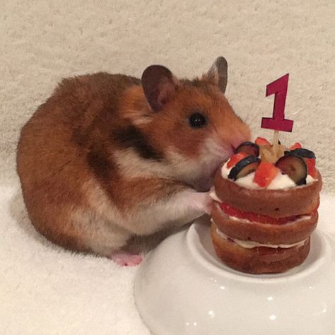 Hamster Pics, Hamster Life, Hamster Habitat, Hamster Food, Hamster Treats, Baby Hamster, Hamster Care, A Hamster, Happy Birthday My Love