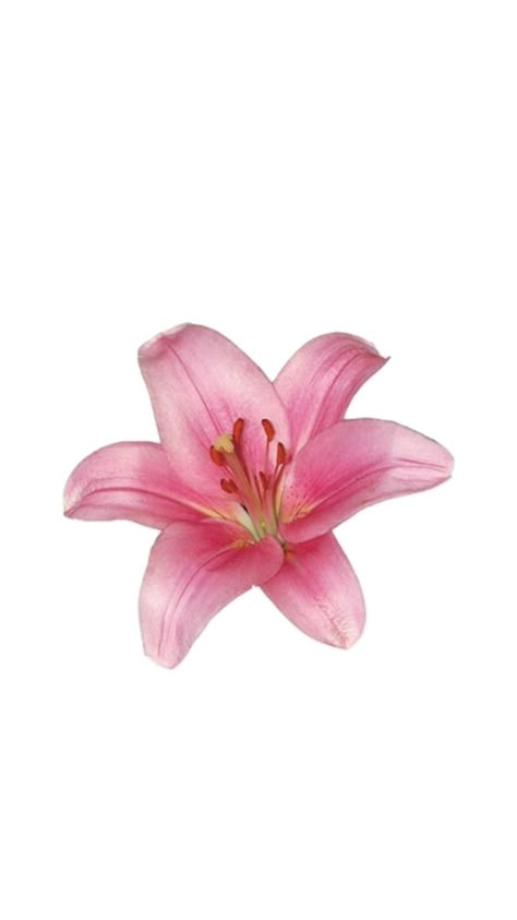 Pink Lily Wallpaper Iphone, Wighetsmith Pictures, Iphone 15 Pink Wallpaper, Hawaii Flowers Wallpaper, Pink Wallpaper Flowers, Hibiscus Wallpaper Iphone, Flower Home Screen, Pink Hibiscus Wallpaper, Pink Lily Wallpaper