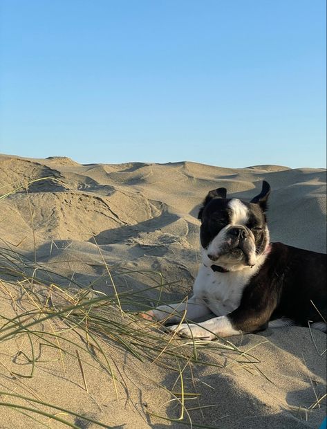 Travel Dog Aesthetic, Aesthetic San Francisco, Dog Beach Aesthetic, Aesthetic Boston, Dog On Beach Aesthetic, San Francisco Beach, Beach Dunes, Boston Terrier Aesthetic, Boston Terrier Puppy Aesthetic