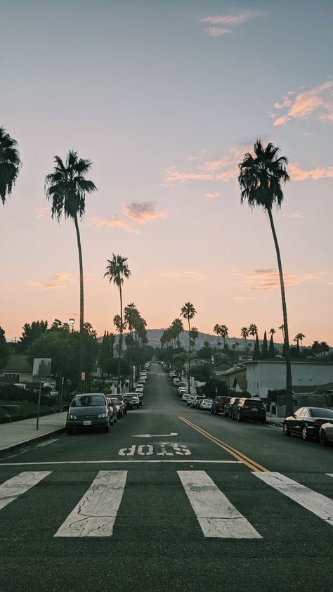 California Palm Trees Aesthetic, California Astethic, Old California Aesthetic, San Jose California Aesthetic, South California Aesthetic, California Aesthetic Wallpaper, Vintage California Aesthetic, California Background, Southern California Aesthetic