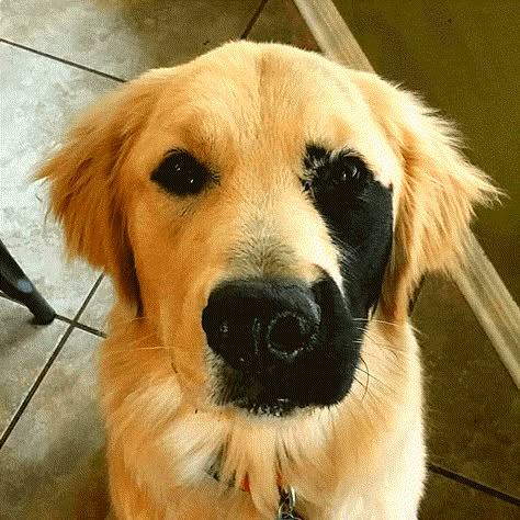 Rare Animals, Pretty Animals, Cute Dogs And Puppies, Cute Animal Photos, Golden Retrievers, Baby Dogs, Cute Little Animals, Funny Animal, Zebras