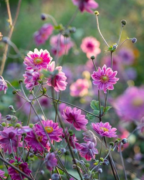 Clive Nichols on Instagram: "And so begins September, leading us gently into autumn with shorter days and a welcome freshness in the morning air. An exciting month, as my book is almost ready to share with you. More details on how to purchase your copy of #brilliantenglishgardens very soon….⏳ 🌸 A beautiful Japanese anemone for today, captured at @thepictongarden This variety is Anemone hupehensis var japonica ‘Pamina’ . . . . . #japaneseanemone #pinkanemone #anemonehupehensisvarjaponica #flo Anemone Hupehensis, September Flowers, Flower Close Up, Garden Photography, Garden Photos, Autumn Beauty, English Garden, Flower Beauty, Blooming Flowers