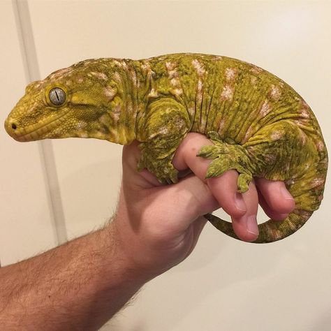 Reptile Aesthetic, Leachie Gecko, Reptile Room, Amazing Animal Pictures, Reptile Cage, Cute Reptiles, Reptile Snakes, Crested Gecko, Reptiles Pet