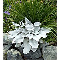 Check this out at Amazon Evergreen Borders, Senecio Angel Wings, Silver Plants, Deco Garden, Silver Plant, Edging Plants, Broadleaf Evergreen, Plant Indoor, What Is