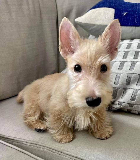 Cute Dog Breeds, Wholesome Dog, Scottish Terrier Puppy, Tiny Dog, Scotty Dog, Very Cute Dogs, Silly Dogs, Silly Animals, Fluffy Animals