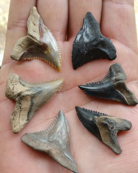 Florida Fossils, Ocean Fossils, Fossils Aesthetic, Fossil Aesthetic, Paleontology Aesthetic, Shark Tooth Tattoo, Sea Fossils, Scary Ocean, Peace River