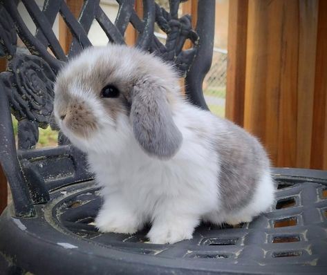 French Lop Bunny, Anthro Rabbit, Polish Rabbit, Mini Lop Bunny, Bunny Breeds, French Lop, Mini Lop Bunnies, Mini Lop Rabbit, Lop Bunnies