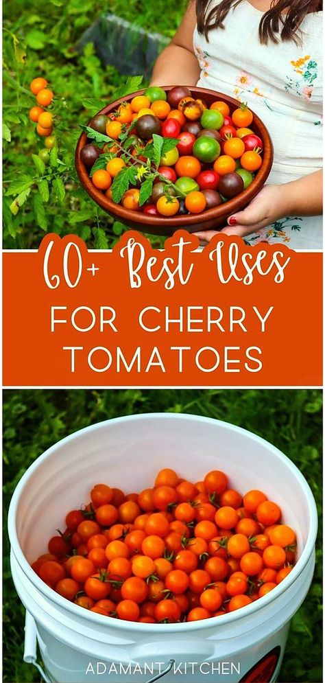 Add to your Easy Meals & Fast Healthy Meals with 60+ best uses for cherry tomatoes. These recipes will help you enjoy the deliciousness of cherry tomatoes in salads, soups, pasta sauces, quiches, and more. Ideal for a bumper summer crop. Find more tomato recipes, easy breakfast recipes, and summer seasonal recipes at adamantkitchen.com. Chocolate Cherry Tomato Recipes, Cherry Tomato Uses, What To Do With Too Many Cherry Tomatoes, Cherry Tomato Ideas, Black Cherry Tomato Recipes, Cherub Tomatoes Recipe, How To Use Up Cherry Tomatoes, Salads With Cherry Tomatoes, Recipe For Cherry Tomatoes