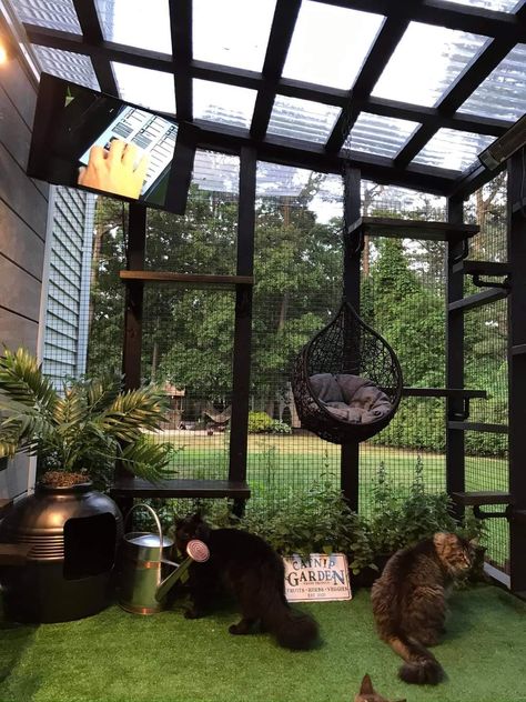 Cat Yard Ideas, Cat Rooms Outdoor, Backyard Cat Enclosure, Outdoor Catio Cat, Screened In Porch For Cats, Catio Attached To House, Catio Aesthetic, Diy Catios For Cats Cheap, Cat Patio Ideas