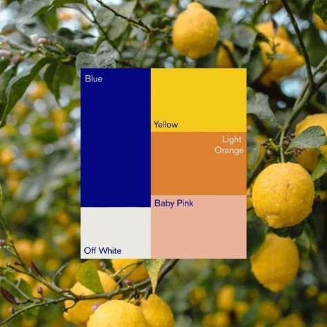 Introducing "Sono Veri". A family owned citrus farm. Sono Veri is a family business selling Sicilian lemons owned by Matteo who has lived in Sicily since he was born. They sell their lemons worldwide. Have a zest in your life with "Sono Veri". Script font is used to give it a soft vibes while matching the brief's requirements. Brand pattern consists of lemons, sliced lemons and the leaves since the business is about lemons. Colour palette is attention grabbing and giving off Sicilian vib... Sicilian Color Palette, Amalfi Color Palette, Lemon Palette, Lemon Branding, Sicilian Pattern, Citrus Slice, Brand Pattern, Sicilian Lemon, Script Font