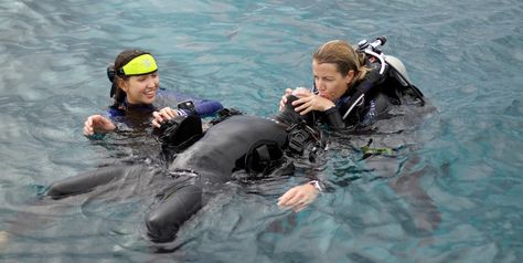 rescue diver course Rescue Diver, Deep Diving, Scuba Diving Gear, Accidents Happen, Diving Gear, Scuba Diver, First Place, Scuba Diving, Diver