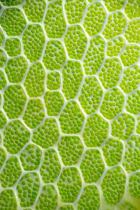 Emerald Colour, Microscopic Photography, Microscopic Images, Colour Texture, Green Algae, Natural Structures, Texture Inspiration, Plant Cell, Natural Forms