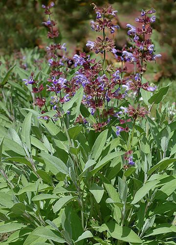 SALVIE - Salvia officinalis Salvia Officinalis, Alternative Medicine, Medicine, Nature