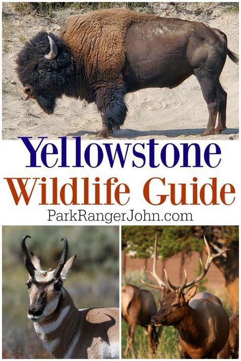 Yellowstone Wildlife, Pronghorn Antelope, Yellowstone Trip, Black Bears, Us Travel Destinations, Park Ranger, National Parks Trip, Beautiful Park, Park Photos