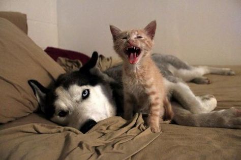 Russian Jokes, Cat Jokes, Wakey Wakey, Dog Blog, Funny Cute Cats, Grumpy Cat, Animal Memes, Cat Life, Cat Day