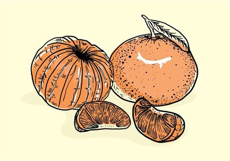 Clementine Drawing, Clementine Fruit, Fruit Drawing, Fruits Drawing, Free Hand Drawing, Little Doodles, Time Tattoos, Hand Drawn Vector, Calabria