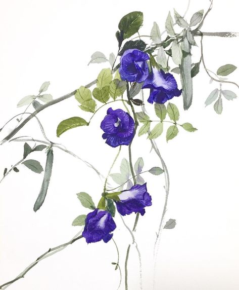 Butterfly pea!! Demonstration for the first private class in 2018   #watercolor #art #artist #paint #painting #purple Name Art Projects, Butterfly Tea, Sun Tea, Painting Purple, Butterfly Art Painting, Chalk Pastel, Watercolour Flowers, Butterfly Pea Flower, Butterfly Pea