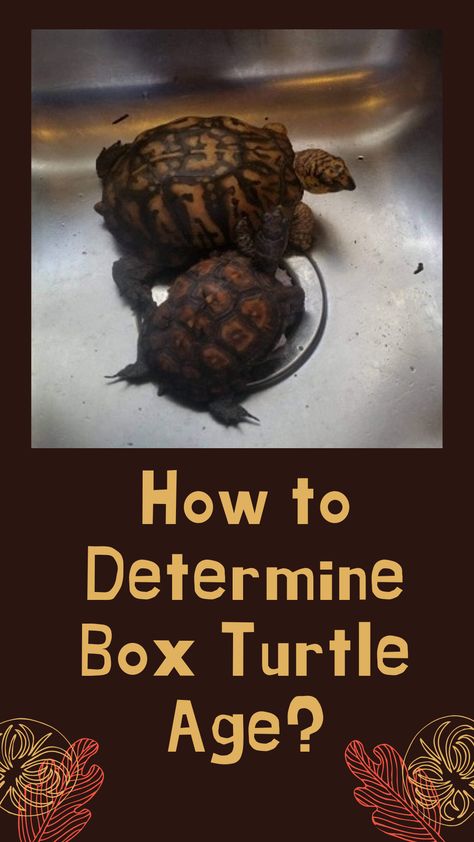 A box turtle’s age plays a significant role in its life. So as a box turtle owner, it is your responsibility to know your box turtle’s exact age.  There are several ways to determine a box turtle’s age. Determining age by counting rings and observing size are the two most popular methods. There are a few more methods, but none of them gives as an exact result as these two methods. Three Toed Box Turtle, Box Turtle Habitat Outdoor Diy, Eastern Box Turtle Habitat Indoor, Box Turtle Habitat Outdoor, Box Turtle Habitat Indoor, Box Turtle Food, Box Turtle Habitat, Turtle Tank Setup, Turtle Life Cycle