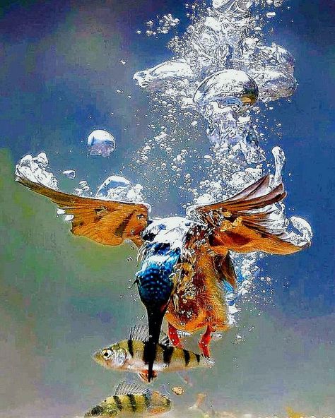 ♔ Martin-Pêcheur - KingFisher Bird Catching Fish, Kingfisher Tattoo, Life Under Water, King Fisher, Lotus Flower Pictures, Kingfisher Bird, Silhouette Painting, Most Beautiful Birds, Catching Fish