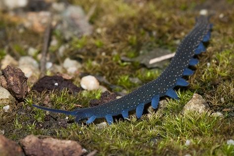 This velvet worm was photographed during a JCU field trip to Mt. Zero/Taravale Reserve, near the town of Paluma, Queensland, Australia Velvet Worm, Cool Bugs, Interesting Animals, Beautiful Bugs, Creepy Crawlies, Arthropods, Rare Animals, Arachnids, Bugs And Insects