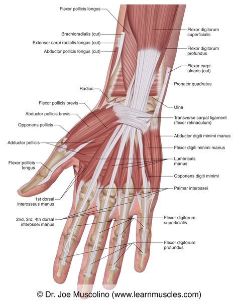 Forearm Muscle Anatomy, Hand Reference Drawing, Wrist Anatomy, Human Anatomy Picture, Human Body Science Projects, Upper Limb Anatomy, Liver Anatomy, Muscle Diagram, Human Body Science