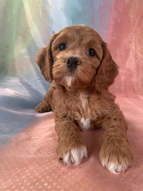 Dark Red Cockapoo Puppies for Sale in Iowa, $1200, Puppies Available! Miniature Cocker Spaniel Puppies, Miniature Cocker Spaniel, Red Cockapoo, Cockapoo Breeders, Cockapoo Puppies For Sale, Cockapoo Puppies, Cocker Spaniel Puppies, Spaniel Puppies, Cocker Spaniels