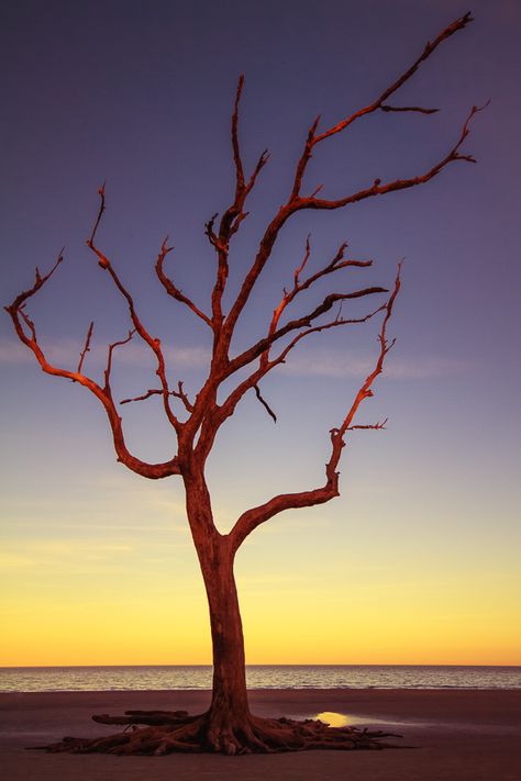 Tree Aflame -Anne McKinnell Photography Driftwood Beach, Landscape Photography Tips, Digital Photography School, Photography Help, Photography Images, Photography 101, Tree Photography, Tropical Landscaping, Photography Techniques