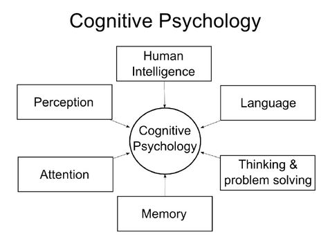 Psychology 102: Cognitive processes Ap Psych, Ap Psychology, Behavioral Psychology, Operant Conditioning, Psychology Studies, Cognitive Psychology, Cognitive Behavior, School Creative, Cognitive Science