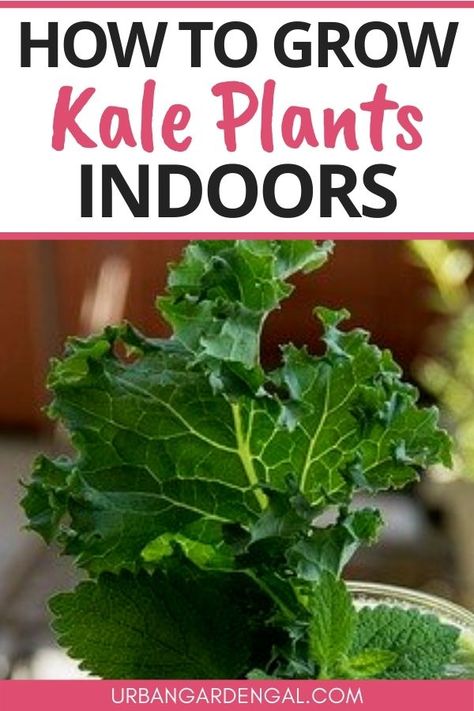 Growing kale indoors means that you can have fresh salad leaves on hand when you need them. Here are my tips for growing kale plants in your indoor vegetable garden. #vegetablegarden #indoorgarden #plants Growing Kale Indoors, How To Grow Kale, Indoor Vegetable Garden, Grow Kale, Growing Vegetables At Home, Kale Plant, Growing Kale, Plants At Home, Raised Vegetable Gardens