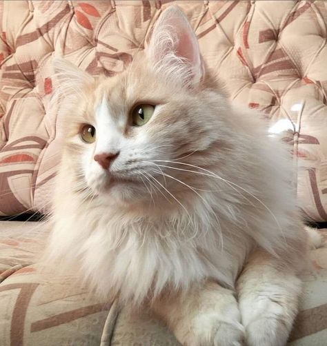 38 Best Cream Colored Cat Names Mainecoon Cat Cream, Cream Cat Aesthetic, Mainecoon Cat Colors, Mainecoon Cat Aesthetic, Cream Color Aesthetic, Savannah Aesthetic, Cream Colored Cat, Cat Edit, Purebred Cats