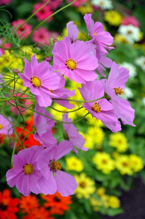 ~~Beautiful purple cosmos flowers blooming in colorful summer garden by Perl Photography~~ Purple Cosmos, Cosmos Flowers, Flowers Wallpaper, Summer Garden, Flower Pictures, Wedding Flower, Summer Flowers, Ikebana, Love Flowers