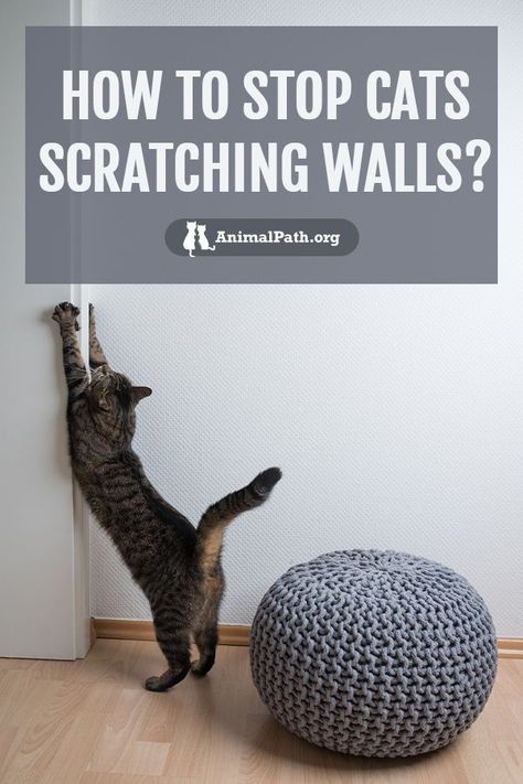 How To Stop Cat From Scratching Furniture, Keep Cat From Scratching Furniture, Cat Scratching Wall, Stop Cat Scratching Furniture, Cat Wall Scratcher, Cat Deterrent Spray, Kitty Ideas, Cat Scratching Furniture, Scratched Wood