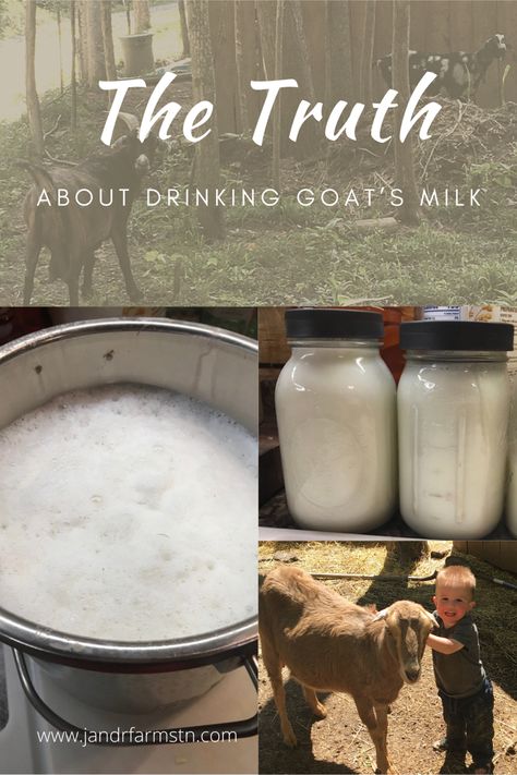 Read about why we choose to milk our own goats. Our family loves fresh, raw milk! Learn the truth about how goat’s milk tastes and the benefits of drinking it. #goatmilk #rawmilk #homedairy #homesteading #goat Milk Kefir Benefits, Old Fashioned Skills, Goat Milk Benefits, Benefits Of Goat Milk, Kefir Benefits, Goat Milking, Goat Milk Recipes, Goat Recipes, Milk Benefits