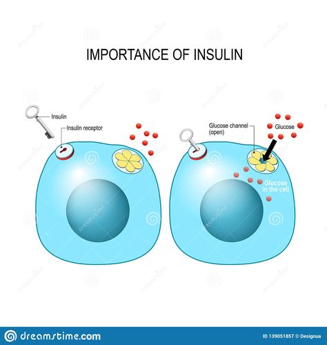 Insulin acts as the key which unlocks the cell to allow glucose to enter the cell and be used for energy. Illustration about metabolism, glucagon, blood, medical, diabetic - 139051857 Science Exhibition Ideas, Energy Illustration, Medical Anatomy, Medical Device, The Cell, Being Used, Stock Vector, Acting, Vector Illustration