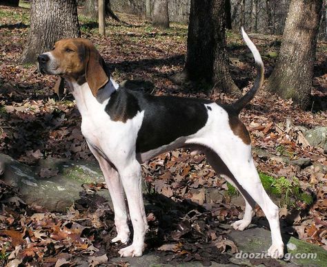 Walker Hound, Coon Hunting, Foxhound Dog, Fox Hound, English Coonhound, Westminster Dog Show, Walker Coonhound, American Foxhound, Treeing Walker Coonhound