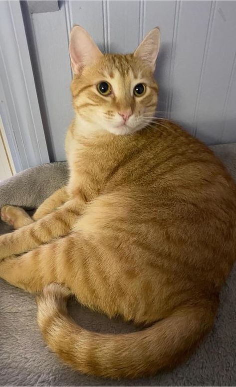 Cat for adoption - Mack, a Domestic Short Hair in North Augusta, SC | Petfinder Short Haired Cat, Domestic Shorthair, Short Hair Orange Cat, Orange Shorthair Cat, Domestic Shorthair Cat, Grey Cat Breeds, Calico And Orange Cat, Orange Cat And White Cat, Fluffy Orange And White Cat