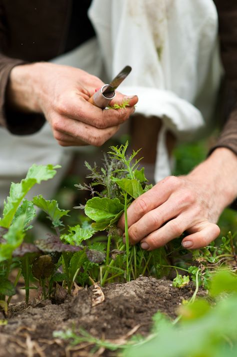 Holding Something, Spring Planting, Yennefer Of Vengerberg, Edible Garden, Farm Gardens, Fresh Green, Kitchen Garden, On The Ground, Herb Garden