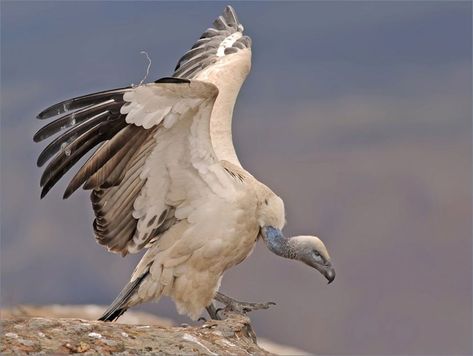 Cape vulture Cape Vulture, Big Birds, Friends Hot, Big Bird, Southern Africa, Birds Of Prey, Bird Species, Old World, Animals Wild