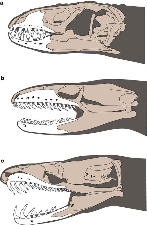 Snake Anatomy, Ancient Snake, Animal Skeleton, Animal Sketch, Dragon Skull, Animal Skeletons, Cretaceous Period, Animal Supplies, Animal Anatomy