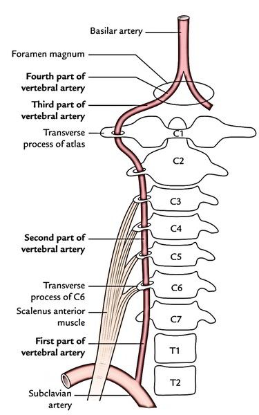 Vertebral Artery, Natural Remedies For Insomnia, Summer Health, Health And Fitness Magazine, Medical Anatomy, Healthy Diet Tips, Daily Health Tips, Fitness Advice, Health Magazine