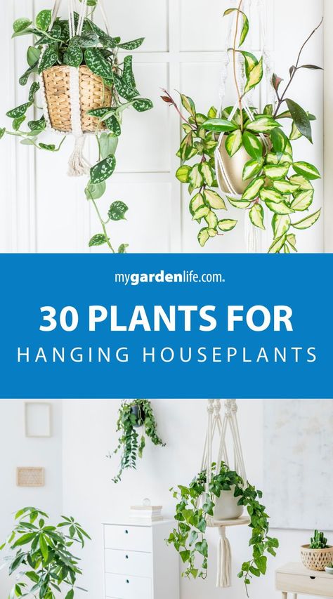 Delight in indoor gardening with our collection of 30 hanging houseplants perfect for any space! Transform your home into a botanical paradise with lush greenery cascading from hanging baskets. Explore different houseplant arrangements and discover the joy of nurturing indoor plants.  Find more tips for houseplant care and indoor gardening at Mygardenlife.com. Houseplant Arrangements, Hanging Houseplants, Houseplant Ideas, Houseplant Care, Hanging Plants Indoor, Plants For Hanging Baskets, Best Plants, Best Indoor Plants, Low Light Plants