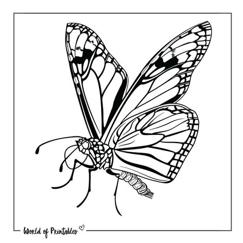 Monarch Butterfly Tattoo, Tattoo Outline, Monarch Butterfly, Butterfly Tattoo, Tattoos