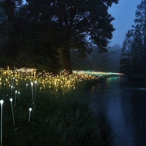 Gardens Design, Longwood Gardens, Led Screen, Installation Design, Nikko, Light Installation, Land Art, British Artist, Landscape Lighting