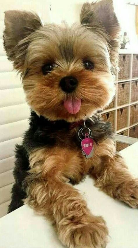 Biewer Terrier Short Haircut, Biewer Yorkie Haircut, Biewer Terrier Haircut, Male Yorkie Hairstyles, Yorkie Terrier Haircuts, Yorkiepoo Haircuts, Yorkie Teddy Bear Cut, Yorkie Puppy Haircuts, Yorkie Puppy Cut